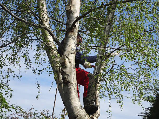 Best Tree Disease Treatment  in Ray City, GA